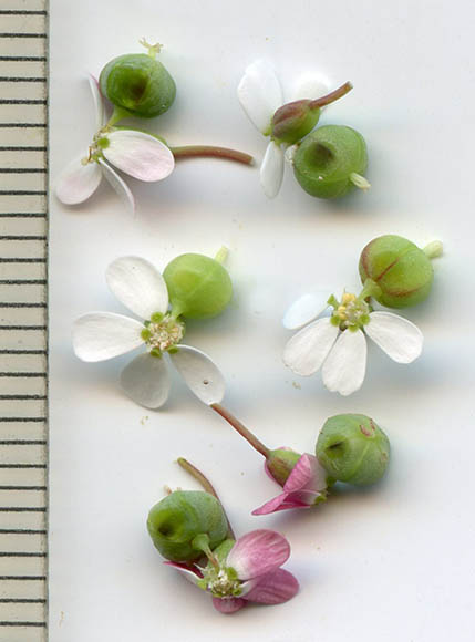  Euphorbia florida 